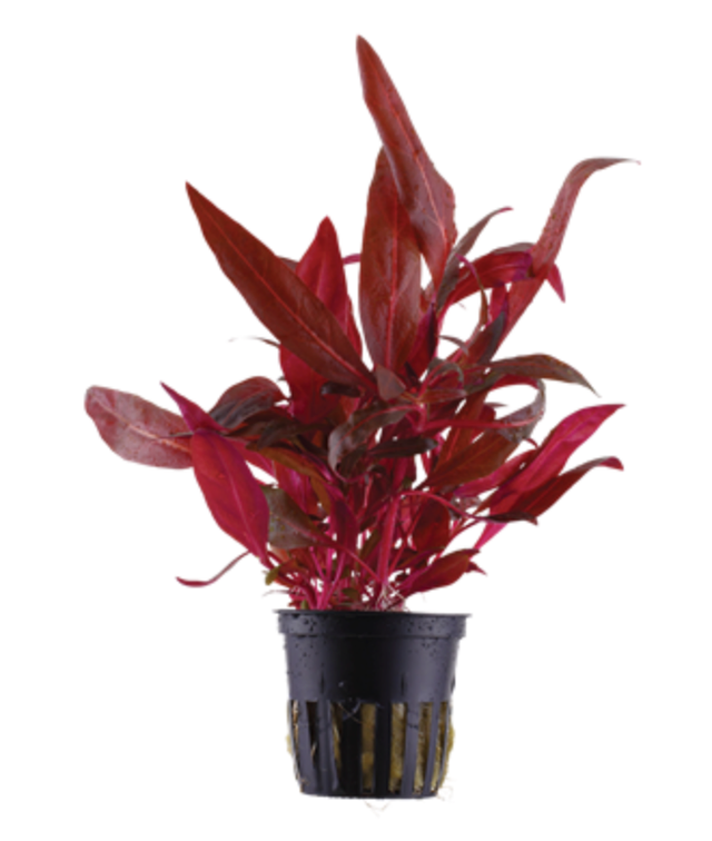 Buy Tropica Aquarium Plants Online Captive Worlds